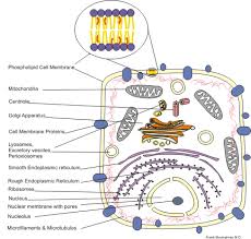 A small living part of a multicellular organism that eats to gain energy and reproduces sexually. Biological Anthropology Unit 1 Evolutionary Theory Cell Biology And Basic Genetics Wikieducator