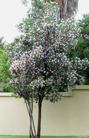 Image result for Dais cotinifolia