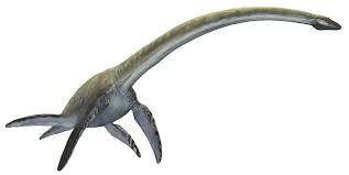 Image result for Elasmosaurus