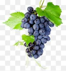 Kyoho Grapes Purple Grapes Green Leaves Leaf Kyoho Grapes Purple Green Leaves Bunch Clipart Grapes Clipart Purple Grapes Grape Bunch Grapes