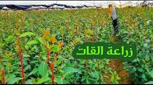 هي مكتبة رقمية للكتب والروايات الإلكترونية العربية والعالمية تحتوي آلاف الكتب والروايات في جميع المجالات بصيغة pdf doc وتتيح للمؤلفين نشر الكتب على الإنترنت و. ØªØ­Ù…ÙŠÙ„ Ø£ØºÙ†ÙŠØ© Ø§Ù„Ù‚Ø§Øª Ù„ÙˆÙØ± Mp3 Mp4