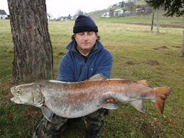 Sva je poput vretena pa sa lakoćom savladava matice i bukove.boju tela prilagodjava sredini u kojoj živi.usta mladice su duboko usečena i sa mnoštvom gustih zuba čine usnu duplju veoma tvrdom. Mura 3 27