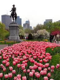 Washington Looking Over The Boston Tulips Boston Public Garden Public Garden Boston Public