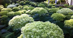 Hydrangea macrophylla buds are killed by icy winter winds which desiccate tender flower buds. Pruning Hydrangeas The Cut Down Question Spotts Garden Service