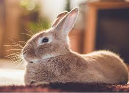 Character randomly jumps out of vehicles and dies. How To Get Rid Of Fleas On Rabbits Petmd