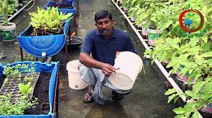 Grow Your Own Food Ii Container Gardening Ideas à°• à°Ÿ à°¯ à°¨à°° à°— à°° à°¡ à°¨ à°— à°š à°¯à°¡ à°Žà°² Youtube