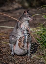 Chester Zookeepers Share Magical Moment Rare Baby Kangaroo Emerges From Mother S Pouch Itv News Granada