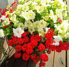 Red Verbena Yellow And White Petunias Flower Pots Container Plants Container Gardening
