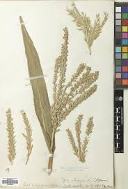 Image result for Chazaliella abrupta