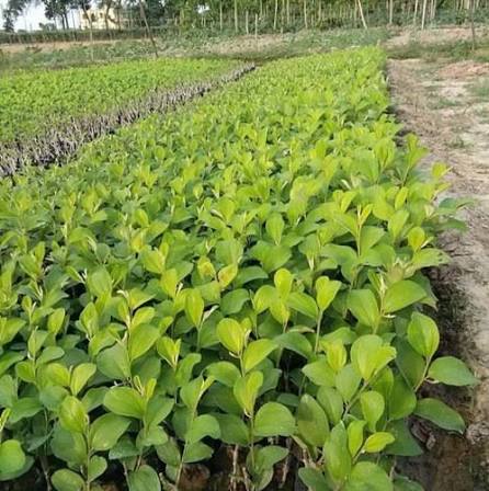 Nursery Stock
