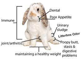 Megacolon / Mc. Photos Of Your Mc Bunnies *** | Bunny Lovers Unite | Flickr