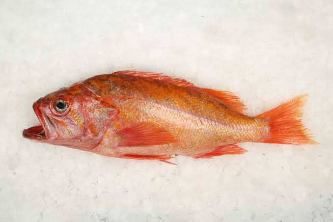 Pacific Rockfish | Canfisco Group