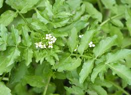 Image result for Nasturtium officinale