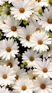 Check spelling or type a new query. Daisy Aesthetic Wallpapers Top Free Daisy Aesthetic Backgrounds Wallpaperaccess