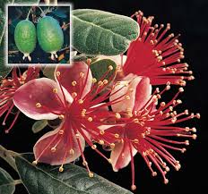 Image result for Feijoa