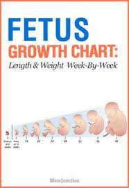 Growth Chart Fetal Length And Weight Week By Week Baby