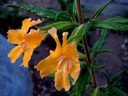 Brian carter, zane suarez & henrik jakobsson). Bush Monkey Flower Mimulus Aurantiacus