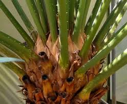Image result for Cycas thouarsii