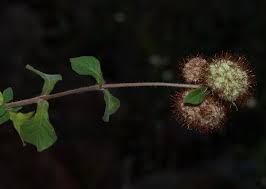 Image result for Cyathula natalensis