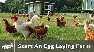 How To Start A Pastured Poultry Egg Farm - Ama S8:E1 - Youtube