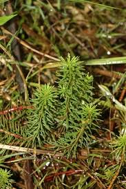 Image result for Laurembergia repens