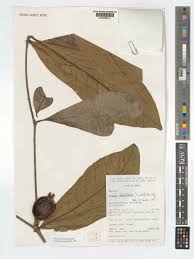 Image result for Rothmannia whitfieldii