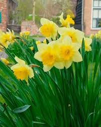 Narcissus Carlton Spring Bulbs Bulb Flowers Narcissus Bulbs
