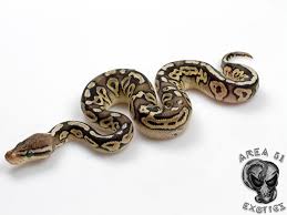 Axanthic Black Pewter Ball Python Axanthic Pewter Morph List World Of Ball Pythons Ball Python Cute Snake Snake Lovers