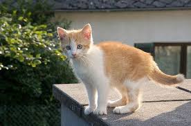 epingle par tiphaine trouboul sur kedi petit chat trop mignon chat trop mignon chat