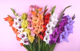 Image result for Gladiolus melleri