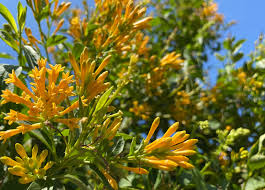 Image result for Cestrum