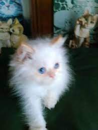7 Kitten For Sale Ideas Kitten For Sale Kitten Cats And Kittens