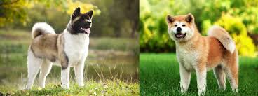 How big do akitas get? American Akita Vs Japanese Akita Petsoid
