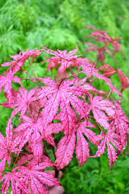 Adry's Untamed Beauty in a Lush Jungle Setting