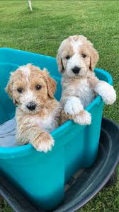These playful, loving mini goldendoodle puppies are a cross between the golden retriever and the mini poodle. Virginia Beach Goldendoodles