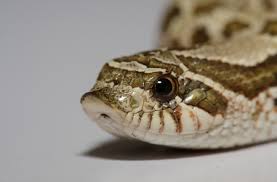 Colubridae) venomous bites by nonvenomous snakes. Watch Hognose Snake Fakes Death In Most Overacted Way Discover Magazine