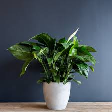 Image result for Spathiphyllum
