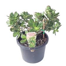 Crassula Ovata Friendship Plant Or Money Tree 15 At Bunnings Crassula Ovata Plants Bamboo Landscape