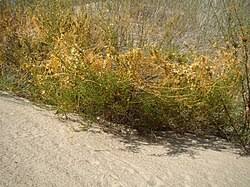 Image result for Cuscuta hyalina