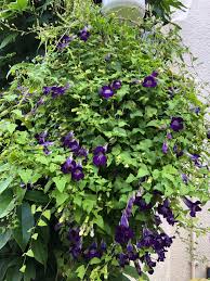 Image result for Gynura scandens