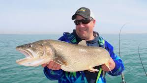 Check us out on facebook! Lake Trout Dependable For Lake Michigan Fishermen