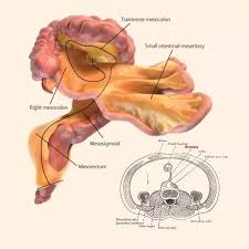 Under left side under lower ribs is your cololon this can swell in size called great colon this can … What Are Some Interesting Things About The Way The Human Body Is Designed Quora