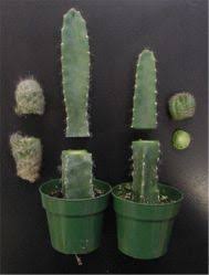 Like all living things, cacti need water to survive. Pin By Mario Rene On Cactus Cactus Plants Grafted Cactus Garden Plants Design