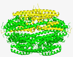 The protein data bank [pdb; Protein Data Bank On Twitter Illustration Transparent Png 1200x1200 Free Download On Nicepng