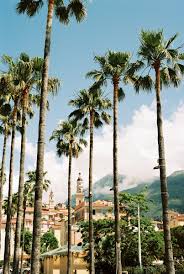 Free shipping on orders over $25 shipped by amazon. Palm Tree Aesthetic