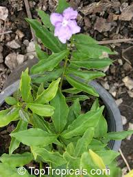 Image result for Brunfelsia pauciflora