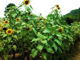 Bunga matahari kuning, bunga matahari biasa, a yang cerah, merangkai bunga, bunga matahari, biji bunga. Stand By Me Kebun Bunga Matahari Kediri Anggita Ramani