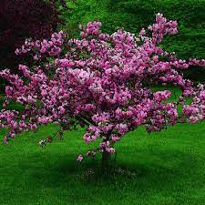 Roses, shrubs, trees, flowers, grasses and mosses have all been used ornamentally, that is to say, as beautiful additions gardens and landscapes. The Best Small Trees For Every Type Of Small Yard And Garden Sunset Flowering Trees Plants Garden Trees