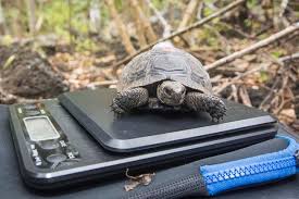 It blends extremely well with their surroundings. Eight Things You Never Knew About The Galapagos Giant Tortoise Discover Wildlife