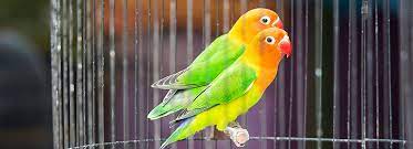 Find your new best friend below—or adopt at a petco store. Lovebirds As Pets Supplies Care Petsmart